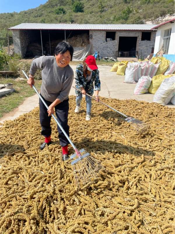 【喜迎】秦皇岛： 共庆丰收节 你看你看，丰收的笑脸！