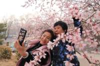 张家口市下花园区：桃花次第开 群蕊竞芳菲