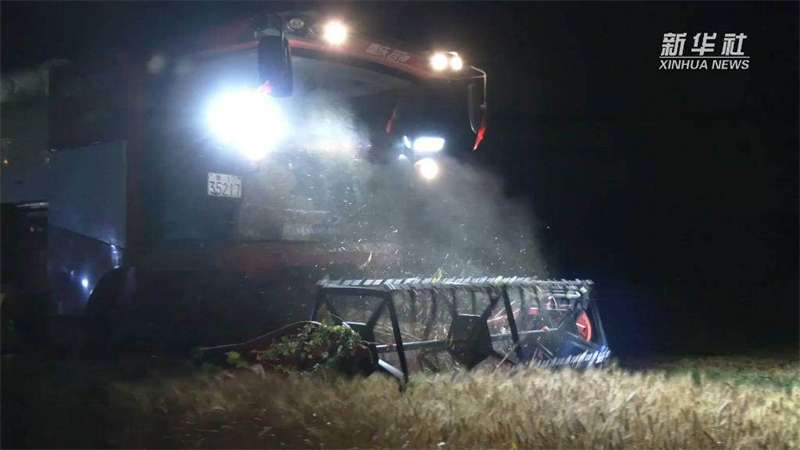 邯郸：深夜抢收小麦应对降雨天气