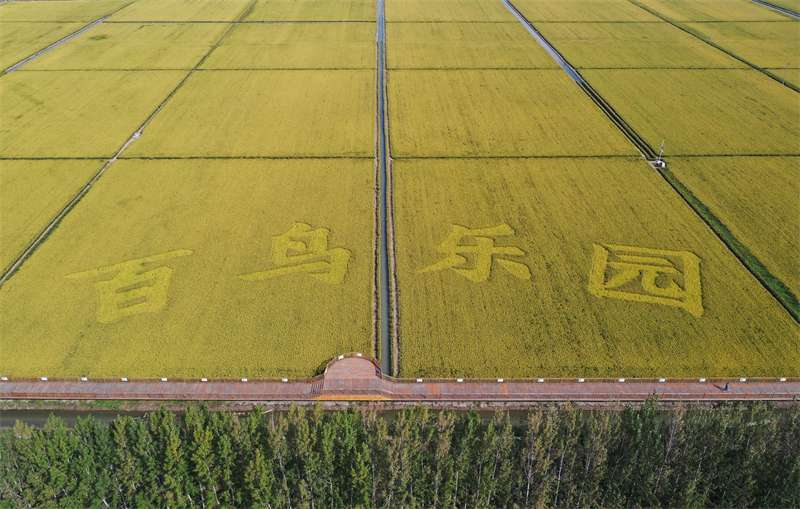 雄安新区：白洋淀畔稻花香