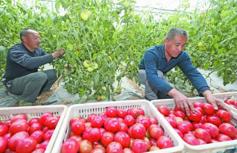怀安县设施农业拓宽农民增收路