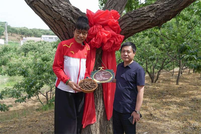 女篮前队员郑海霞认养迁西板栗树