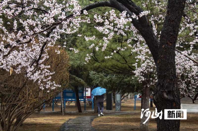 雨中张家口 “醉”美桃花鲜