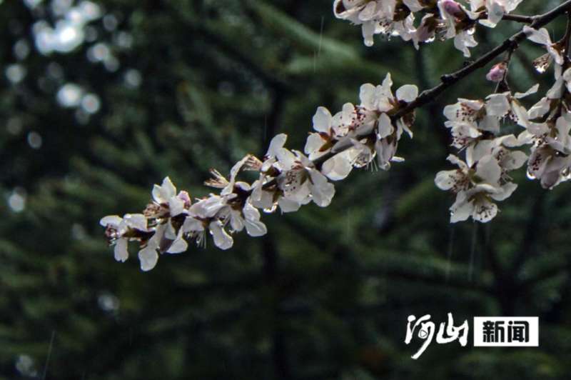 雨中张家口 “醉”美桃花鲜