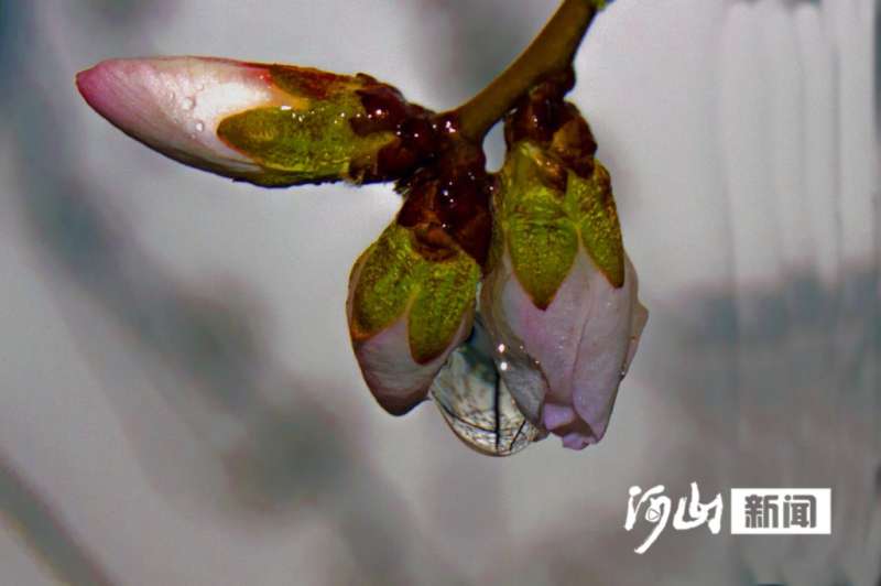 雨中张家口 “醉”美桃花鲜