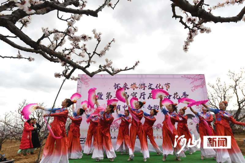 张家口怀来：杏林深处最炫风