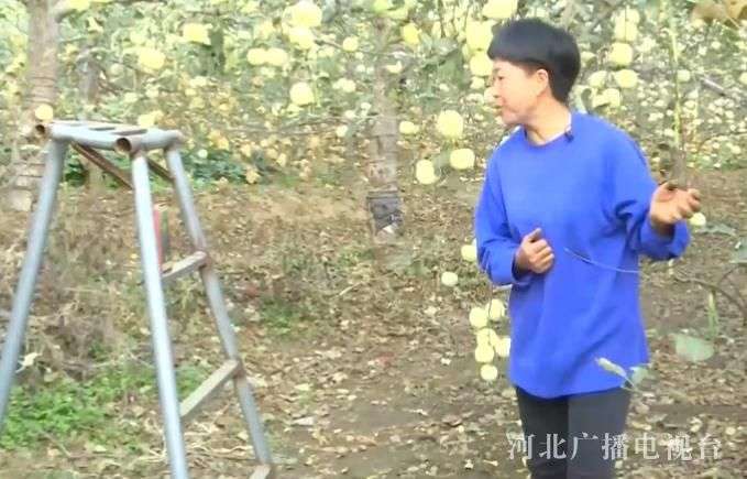 丰收“冀”丨看，“新农人”燕赵地显身手