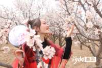 蔚县黄梅乡：万亩杏花迎客来