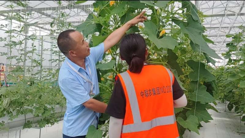 保定：种好现代果蔬“试验田”