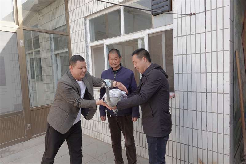 石家庄野生动物救护站首次救助灰鹤