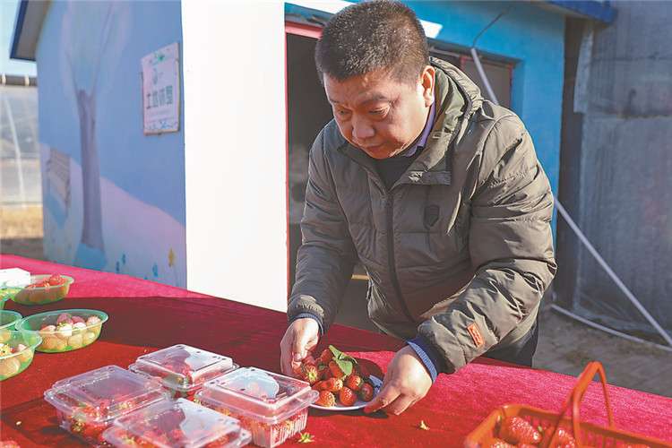 固安：首届草莓采摘节 现场飘果香
