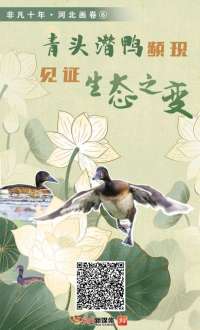 非凡十年·河北画卷⑥丨青头潜鸭频现 见证生态之变