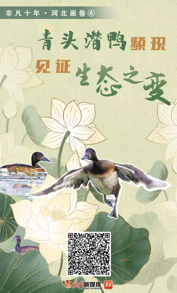 非凡十年·河北画卷⑥丨青头潜鸭频现 见证生态之变
