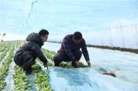 固安：农技人员下沉一线 为“菜篮子”保驾护航