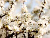 共赴春之约！第二十三届赵州“梨花节”31日启幕