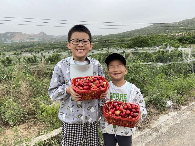 石家庄鹿泉：樱桃熟了！去采摘！