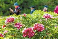 廊坊：蜂蝶花间舞  春景惹人醉
