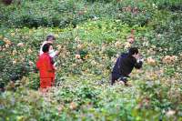廊坊：月季花开香满城