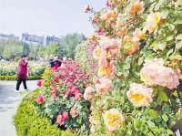 廊坊：月季花开惹人醉