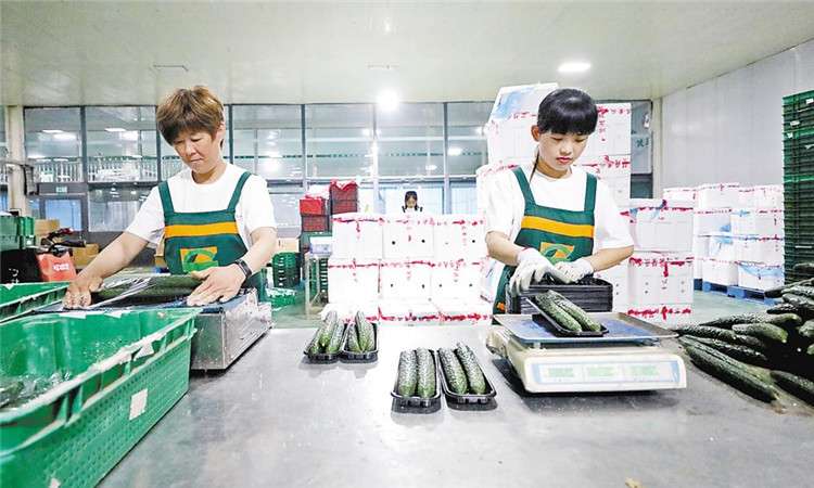 “河北净菜”进京直通车首发仪式固安站启动