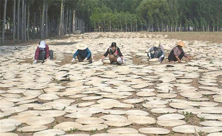 廊坊城：庭院经济盘活“方寸地”